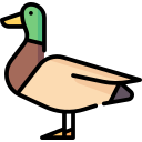 duck