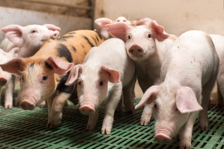 SẢN PHẨM CHO HEO