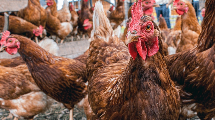 SẢN PHẨM CHO GIA CẦM